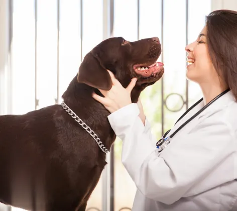 Light skinned woman veterinarian with long brown hair examining a brown Labrador dog and smiling